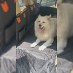 Hard-Base Dog Back Seat Protector — Waterproof & Non-Slip
